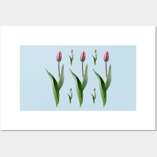 Tulipa  &#39;Pretty Princess&#39; Triumph Group  Tulip Posters and Art